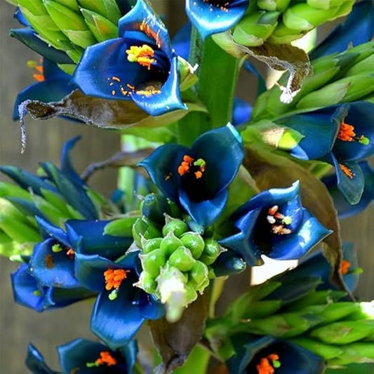 Blue Sapphire flower seeds