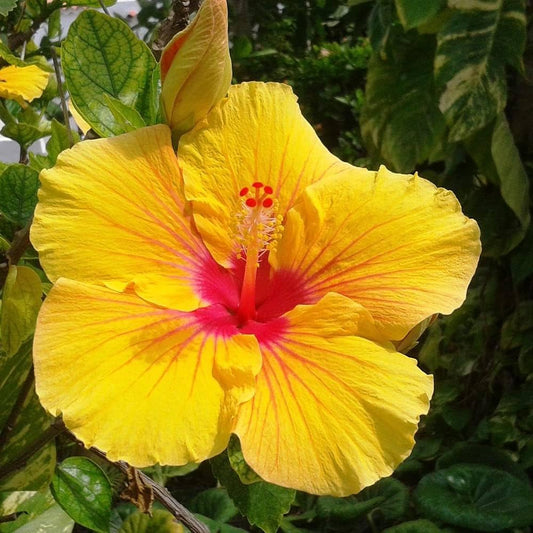Clear Hibiscus flower seeds
