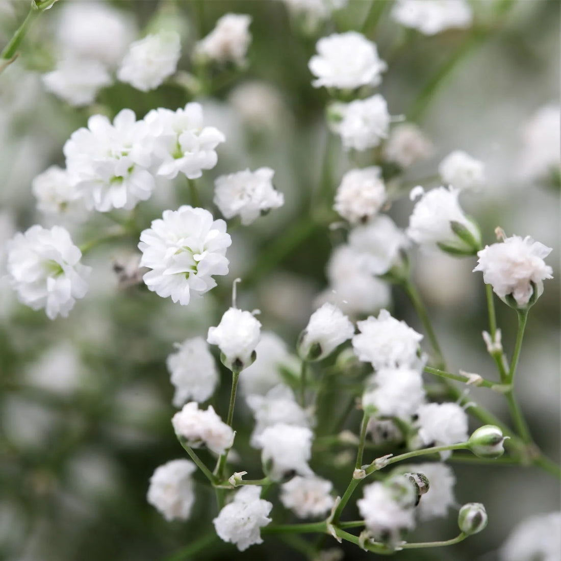 Gypsophila Paniculata flower seeds