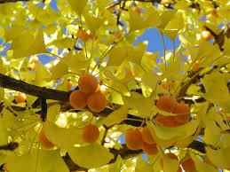 Ginkgo flower seeds