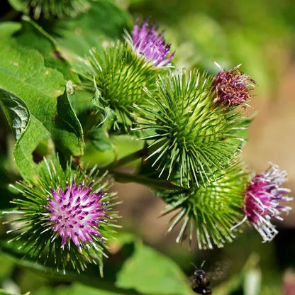 Granjas Bardana flower seeds