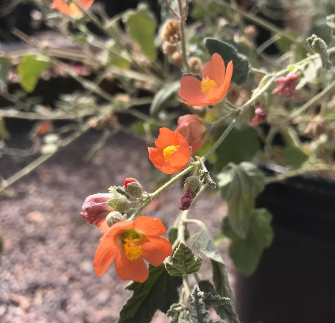 Globemallow flower seeds