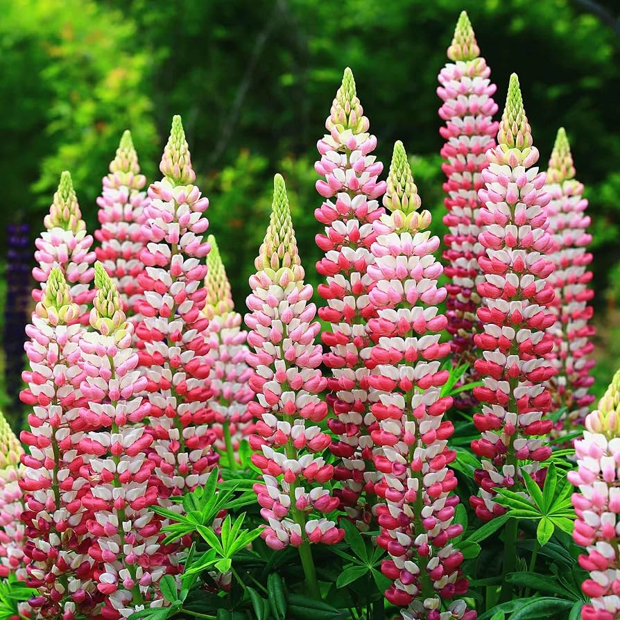 Russell Lupine flower seeds