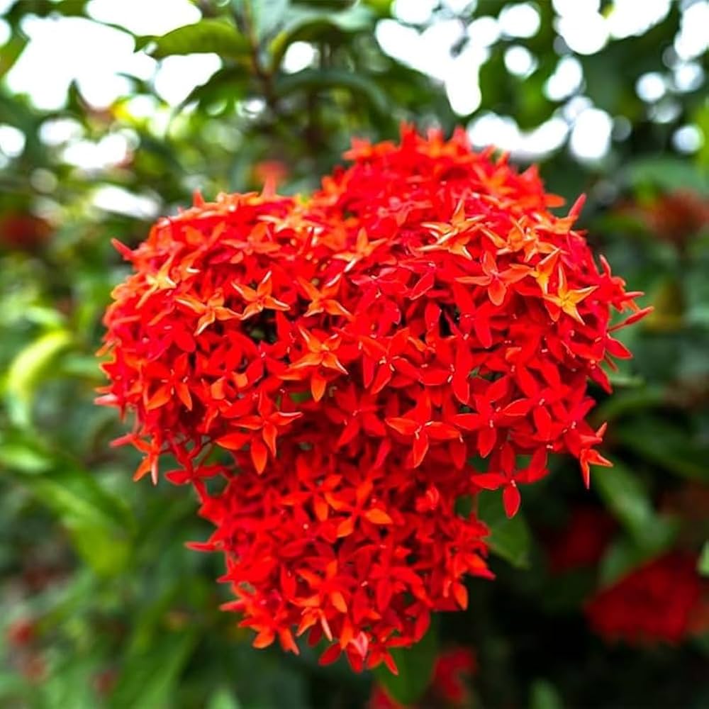 Coccinea flower seeds