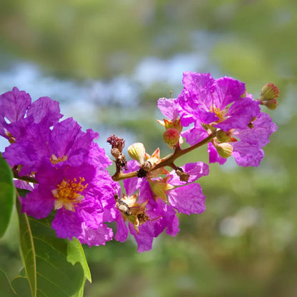 Lagerstroemia flower seeds