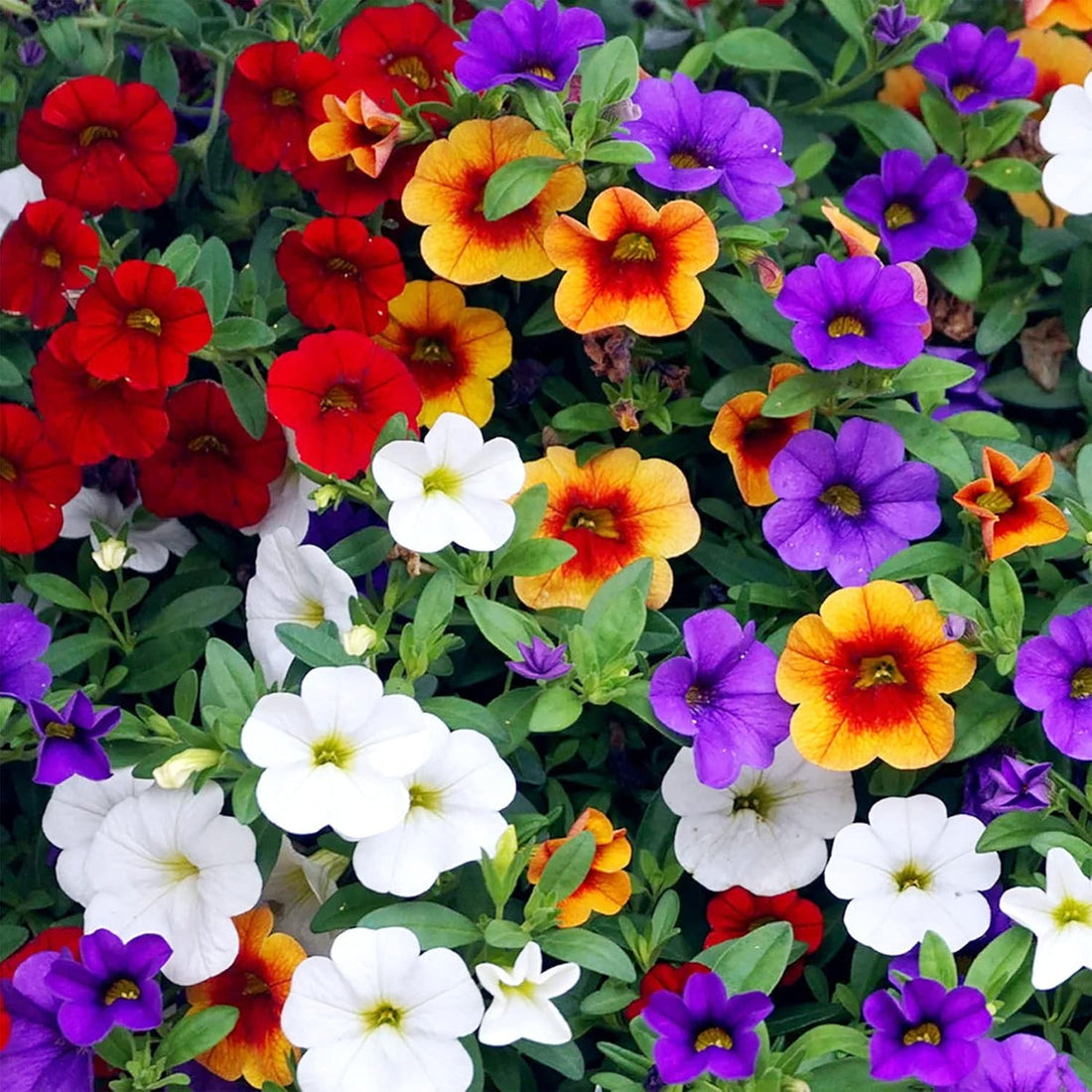 Calibrachoa flower seeds