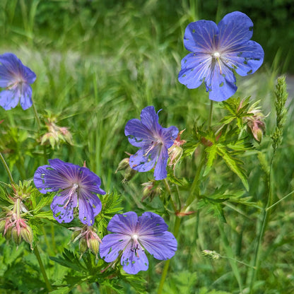 Geranium Pratense flower seeds