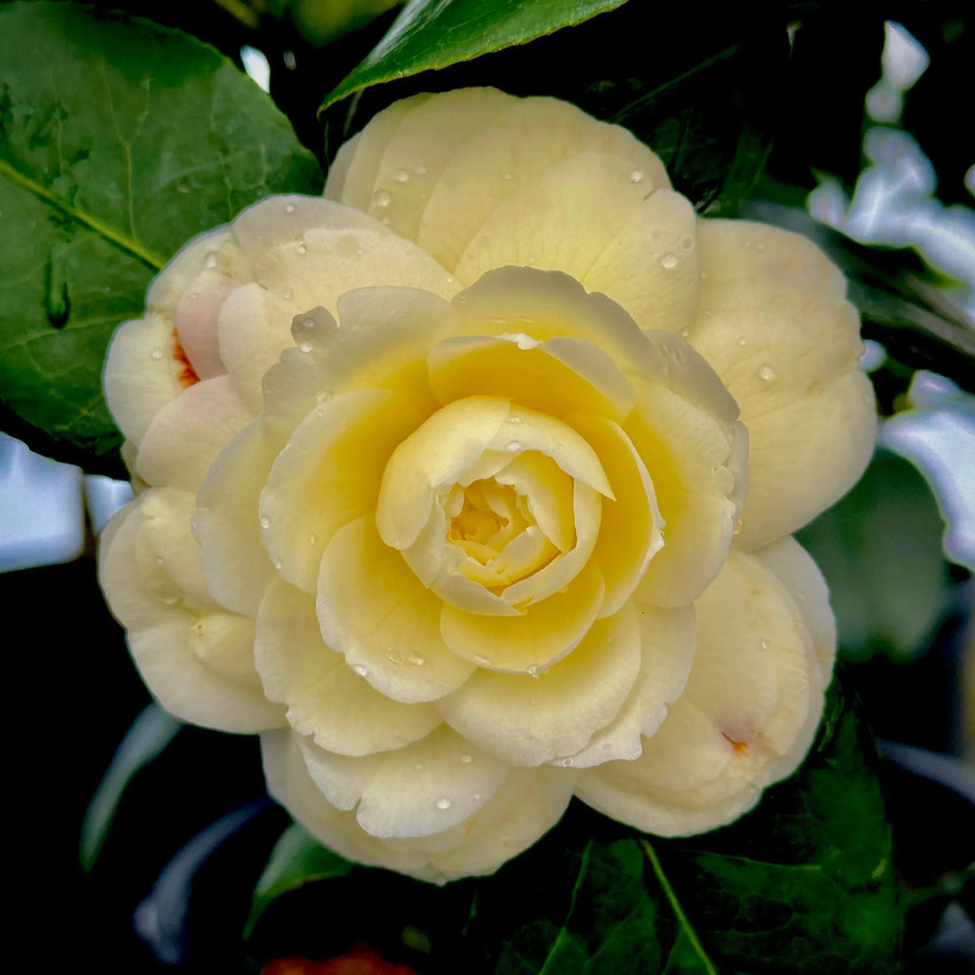 Camellia Light flower seeds