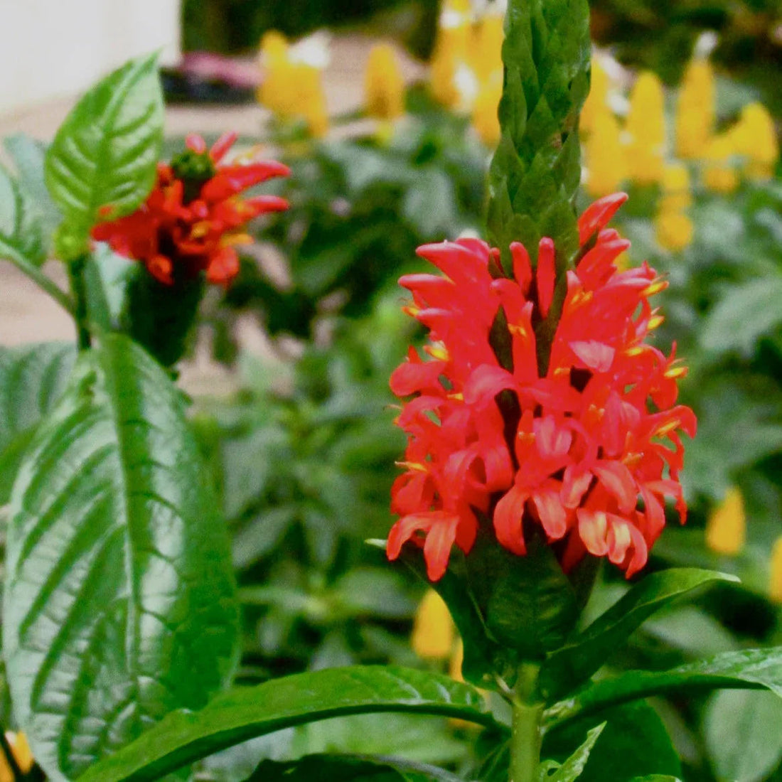 Red Pachystachys flower seeds