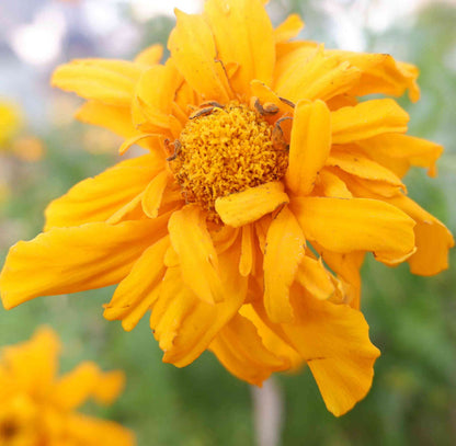 Yellow Marigold flower seeds