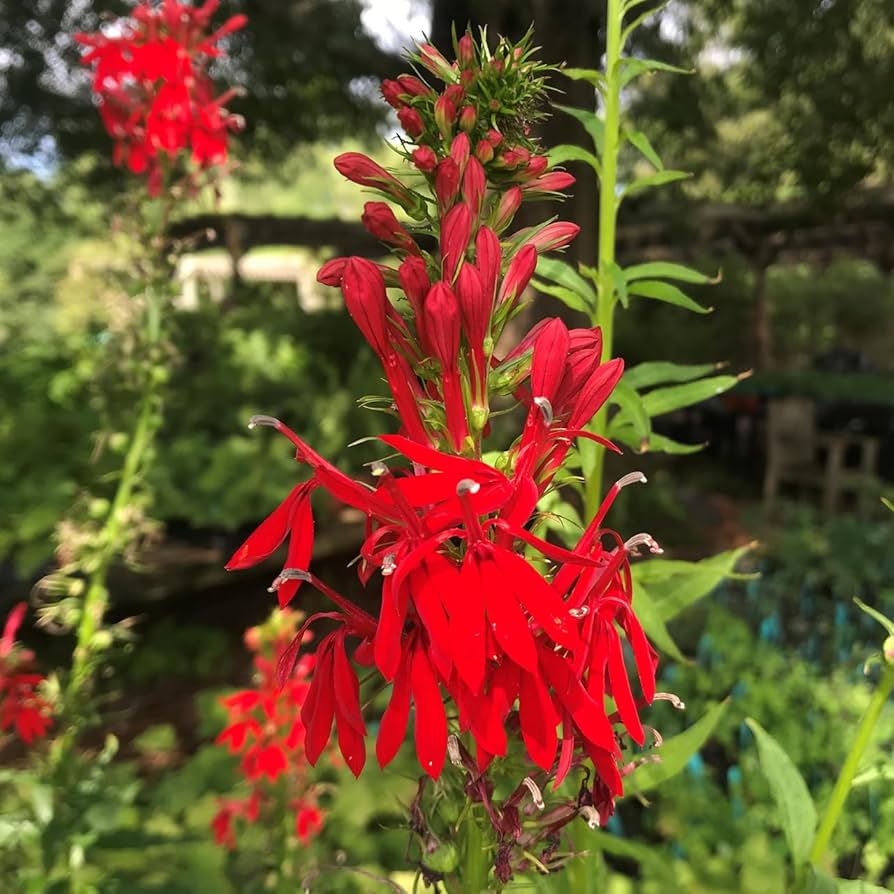 Cardinal flower seeds