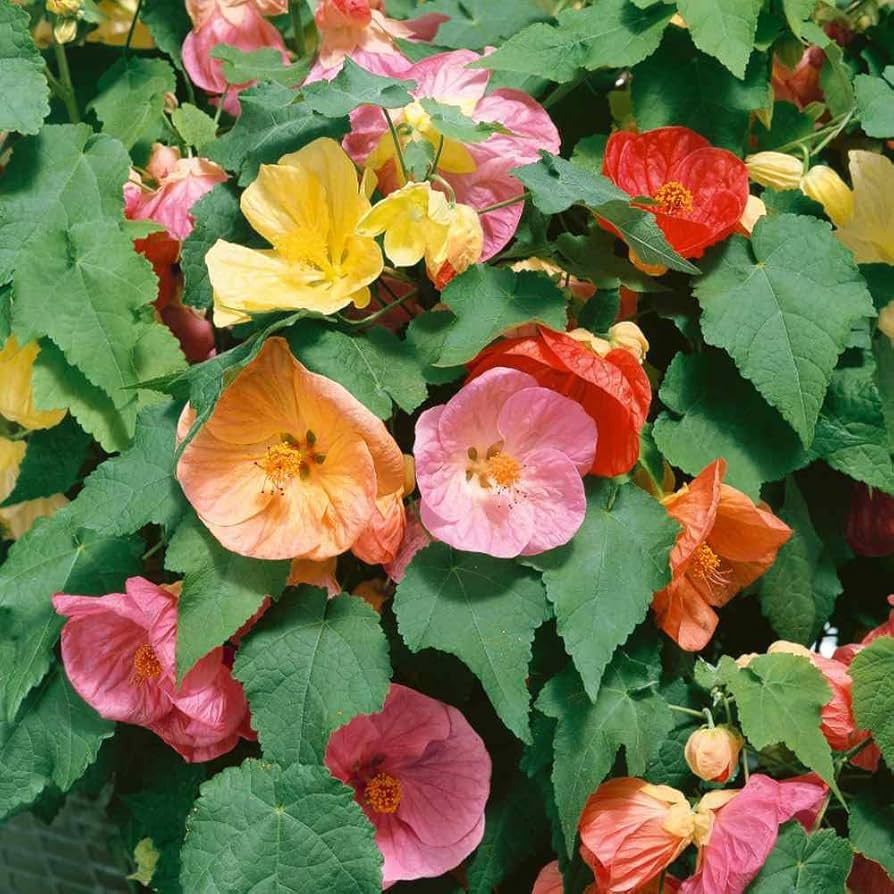 Abutilon flower seeds