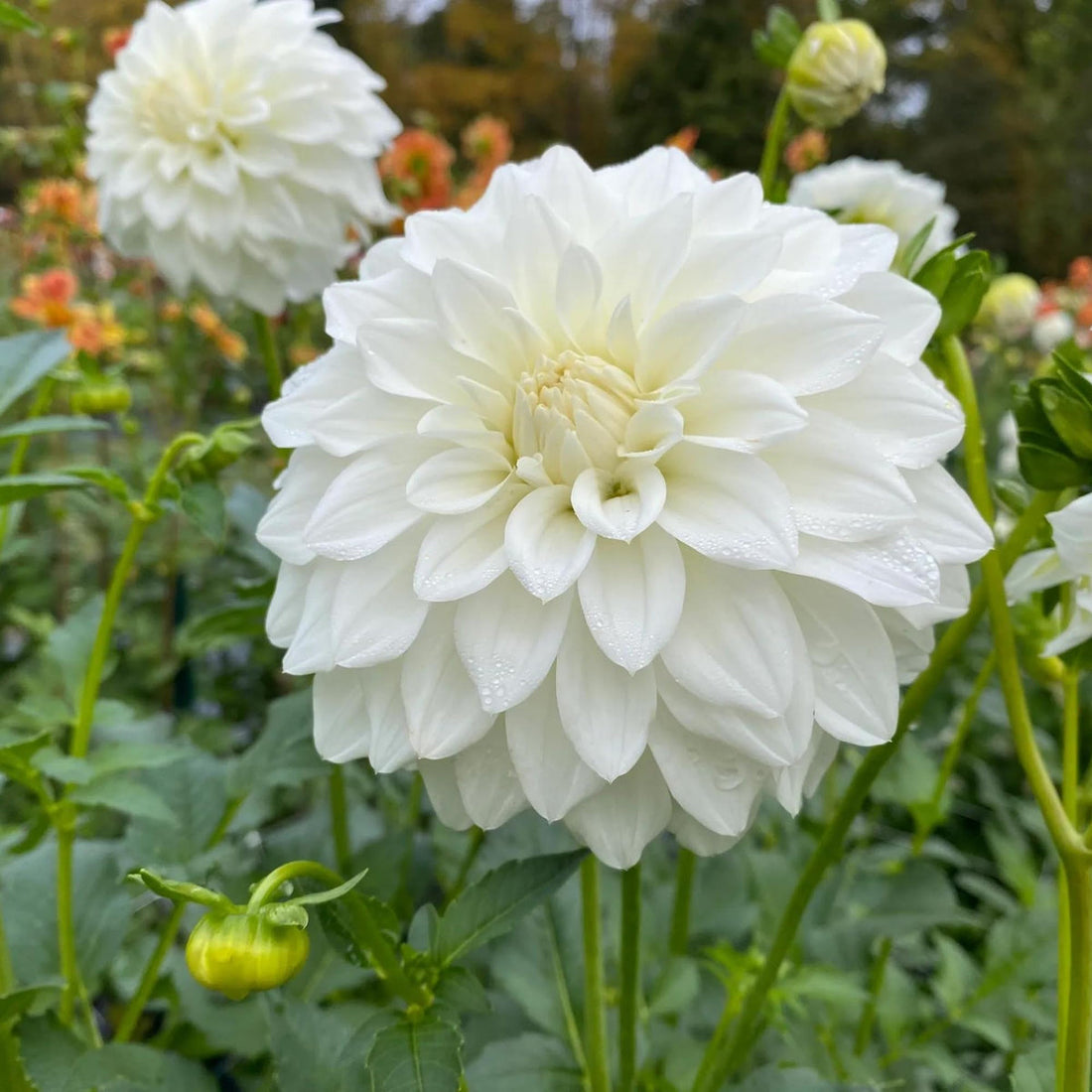 White Dahlia flower seeds