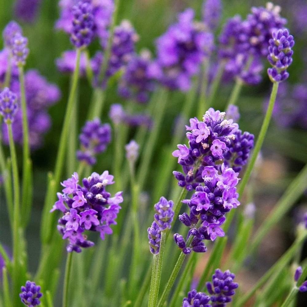 Lavender Vera flower seeds
