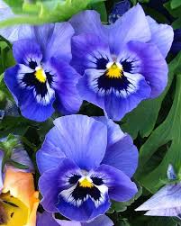 Pansy Blue flower seeds