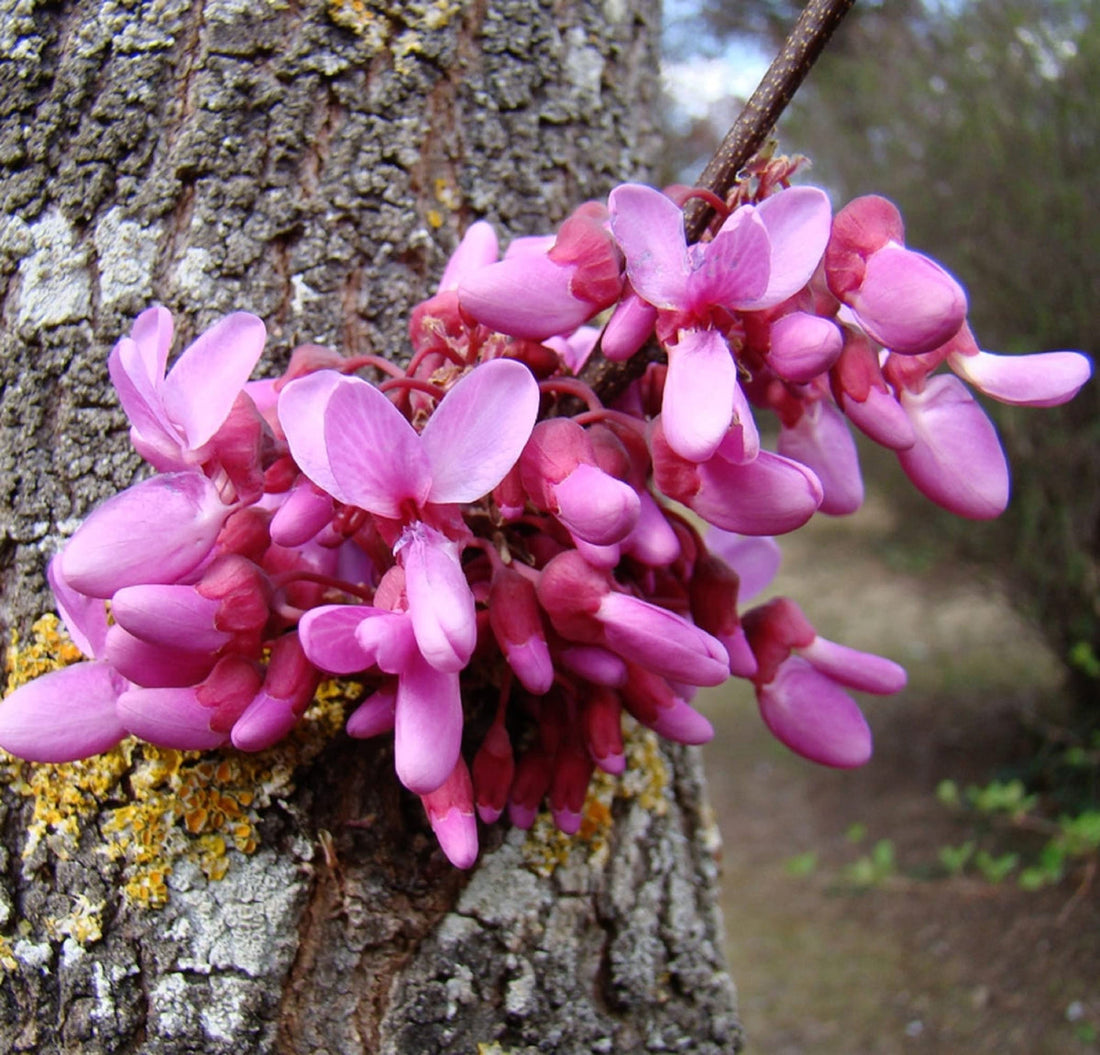Pink Cercis flower seeds