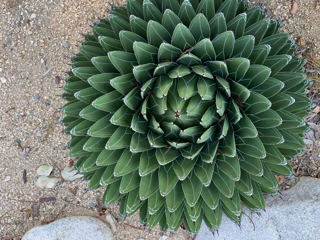 Agave Victoriae flower seeds