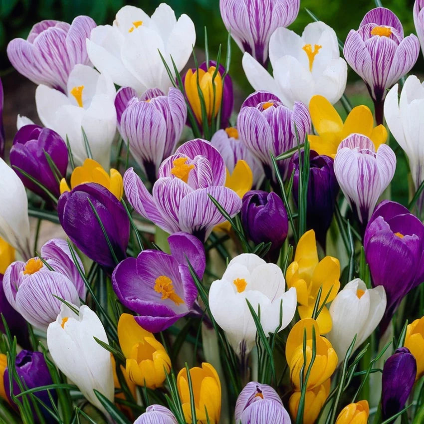 Colors Crocus flower seeds