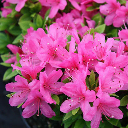 Azalea flower seeds