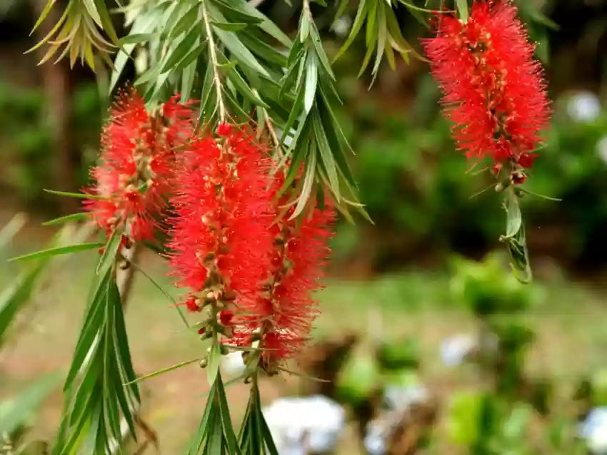 Brush flower seeds