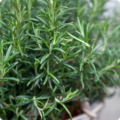 Rosemary flower seeds