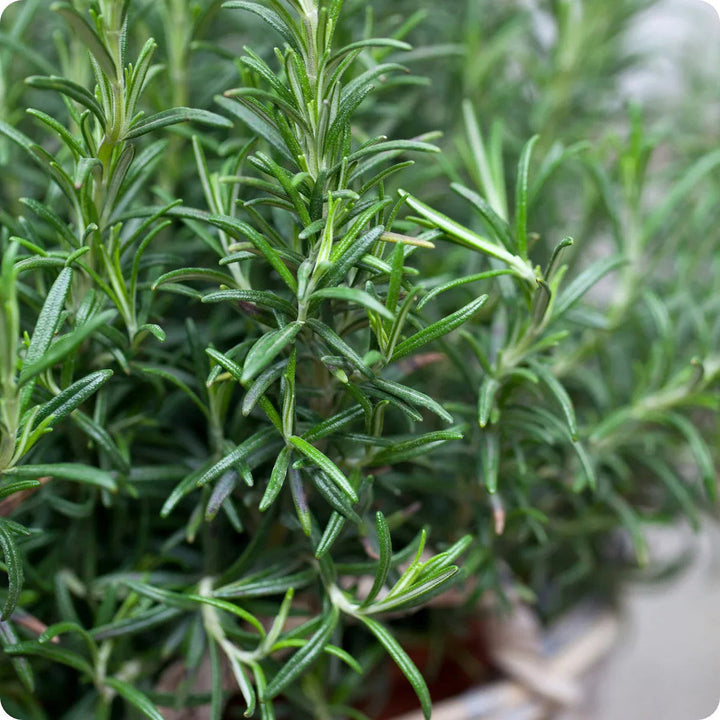 Rosemary flower seeds