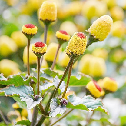 Spilanthes flower seeds