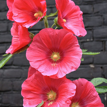 Red Hollyhock flower seeds