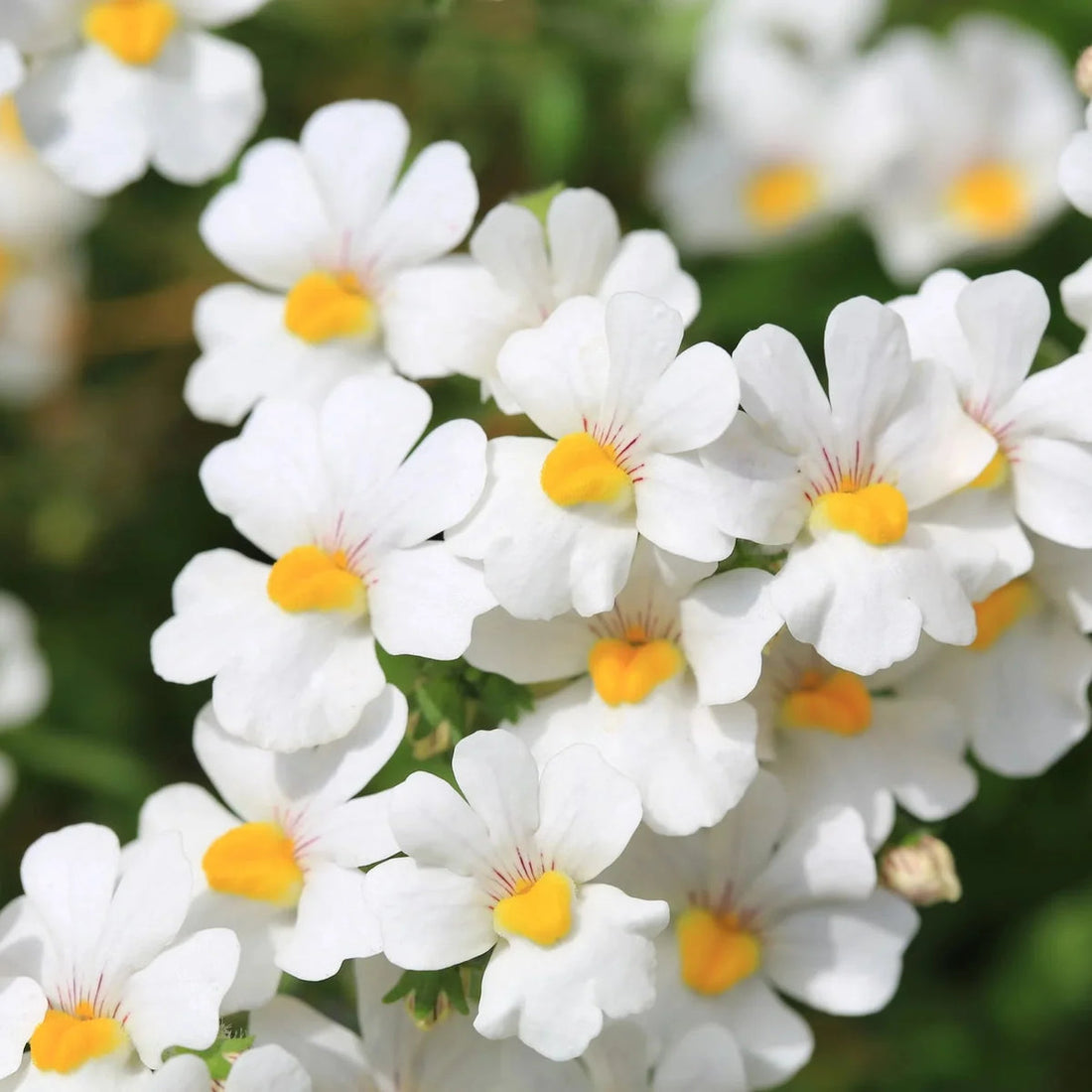 White Nemesia flower seeds