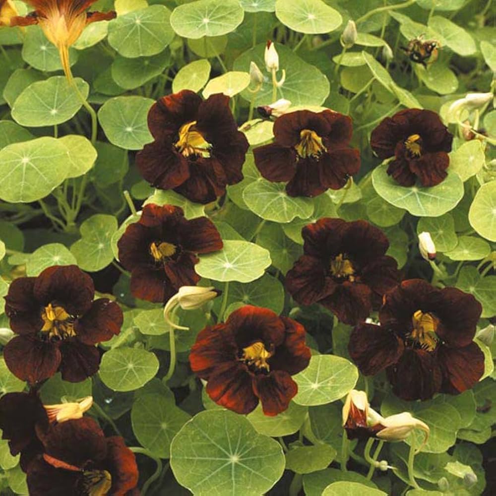 Black Velvet flower seeds