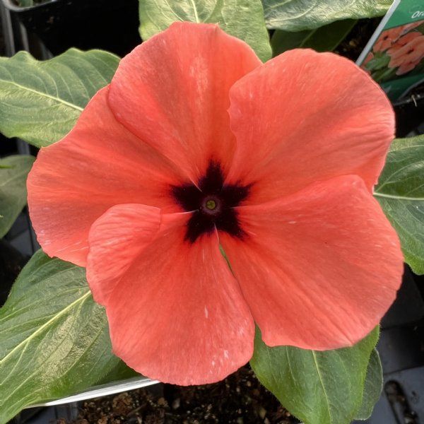 Periwinkle flower seeds
