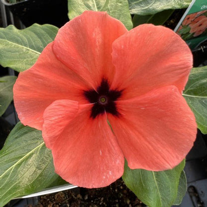 Periwinkle flower seeds
