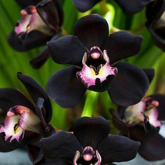 Black Cymbidium flower seeds