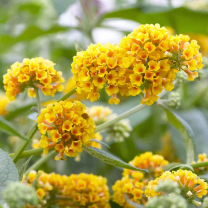 Buddleia flower seeds