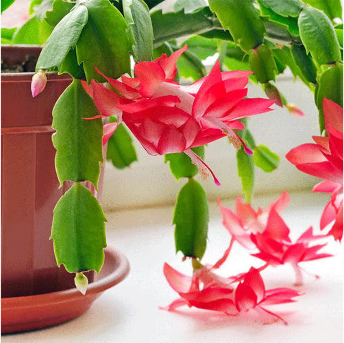 Zygocactus flower seeds