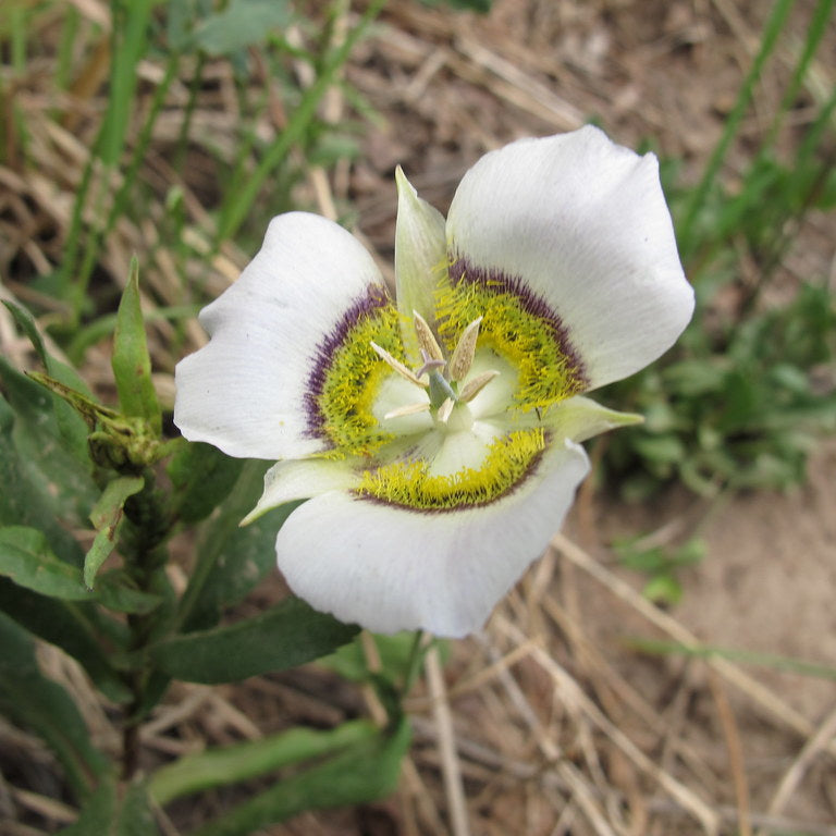 Gunnisonii flower seeds