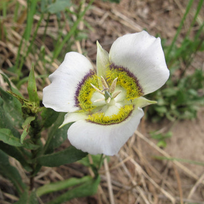 Gunnisonii flower seeds