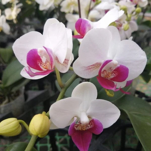 Phalaenopsis Orchid flower seeds