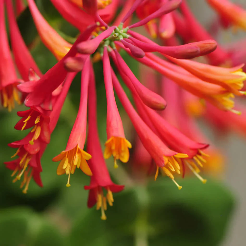 Honeysuckle flower seeds