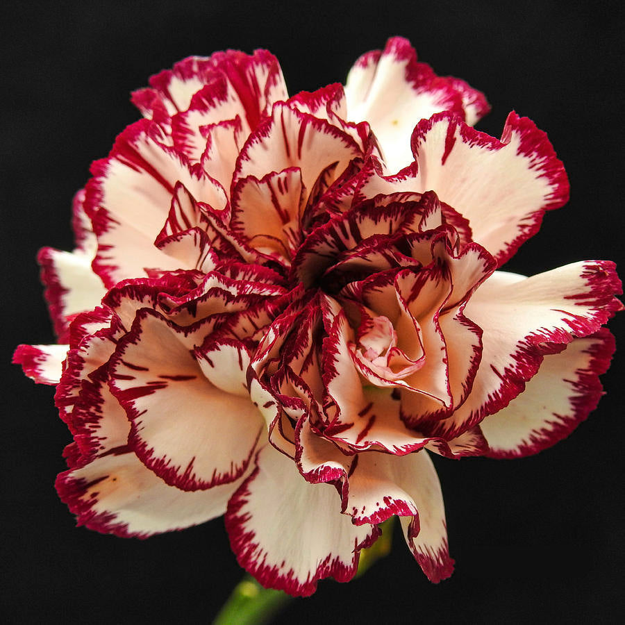 Red And flower seeds