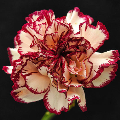 Red And flower seeds