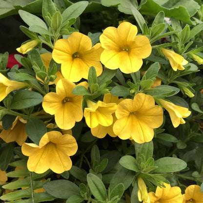 Yellow Calibrachoa flower seeds