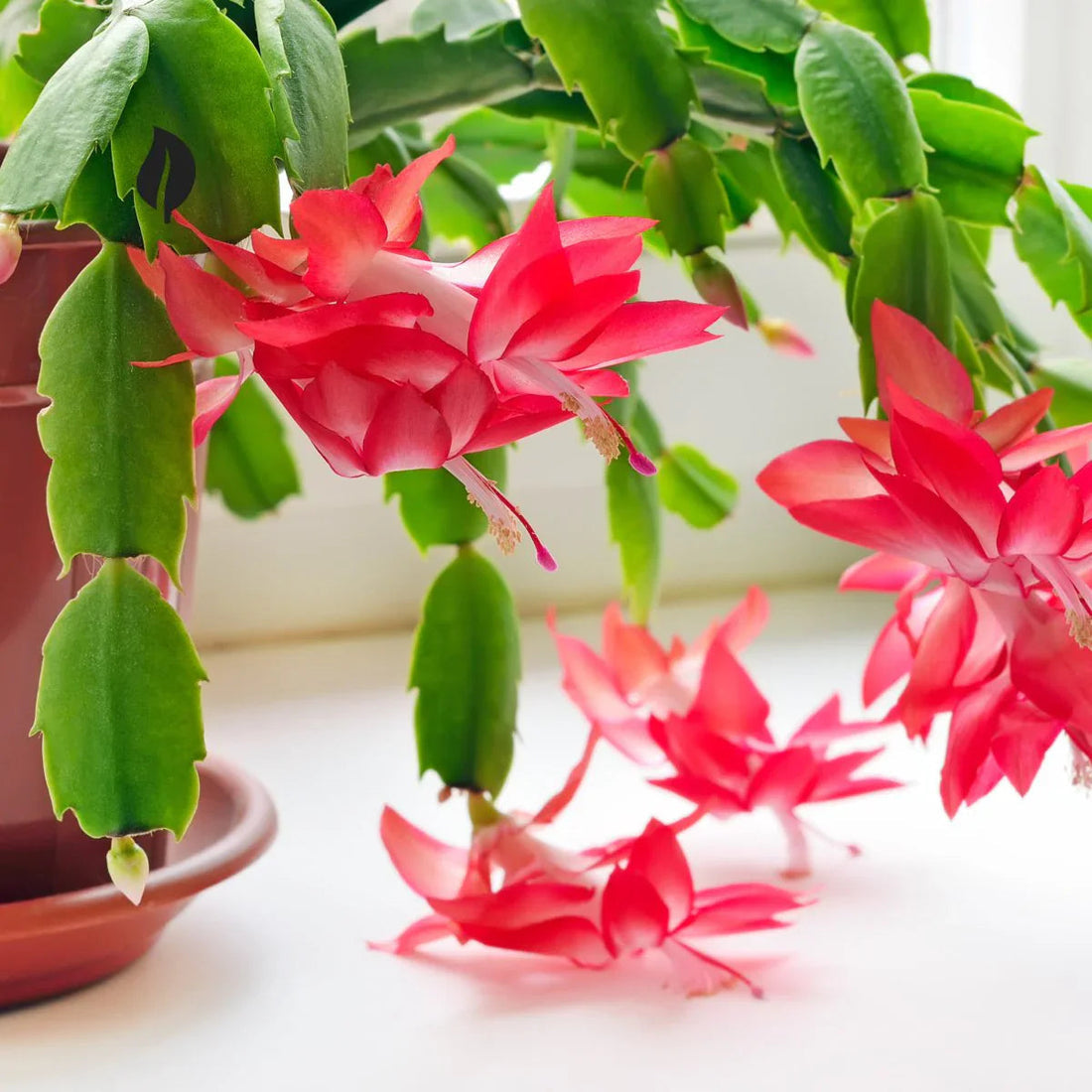 Zygocactus Schlumbergera flower seeds