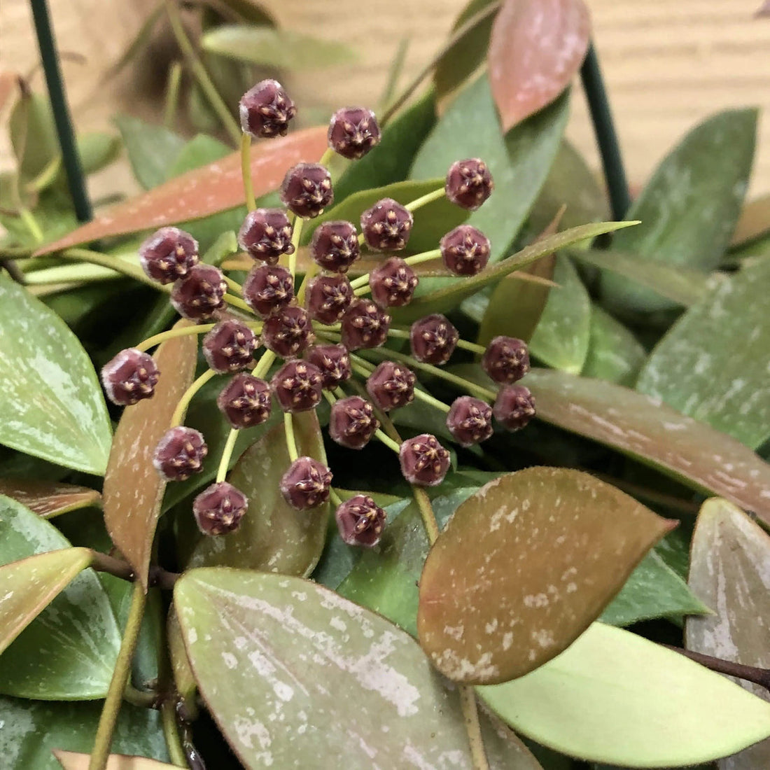 Hoya Gracilis flower seeds