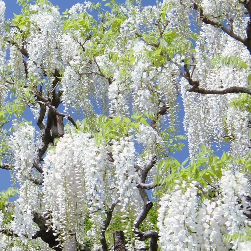 White Wisteria flower seeds
