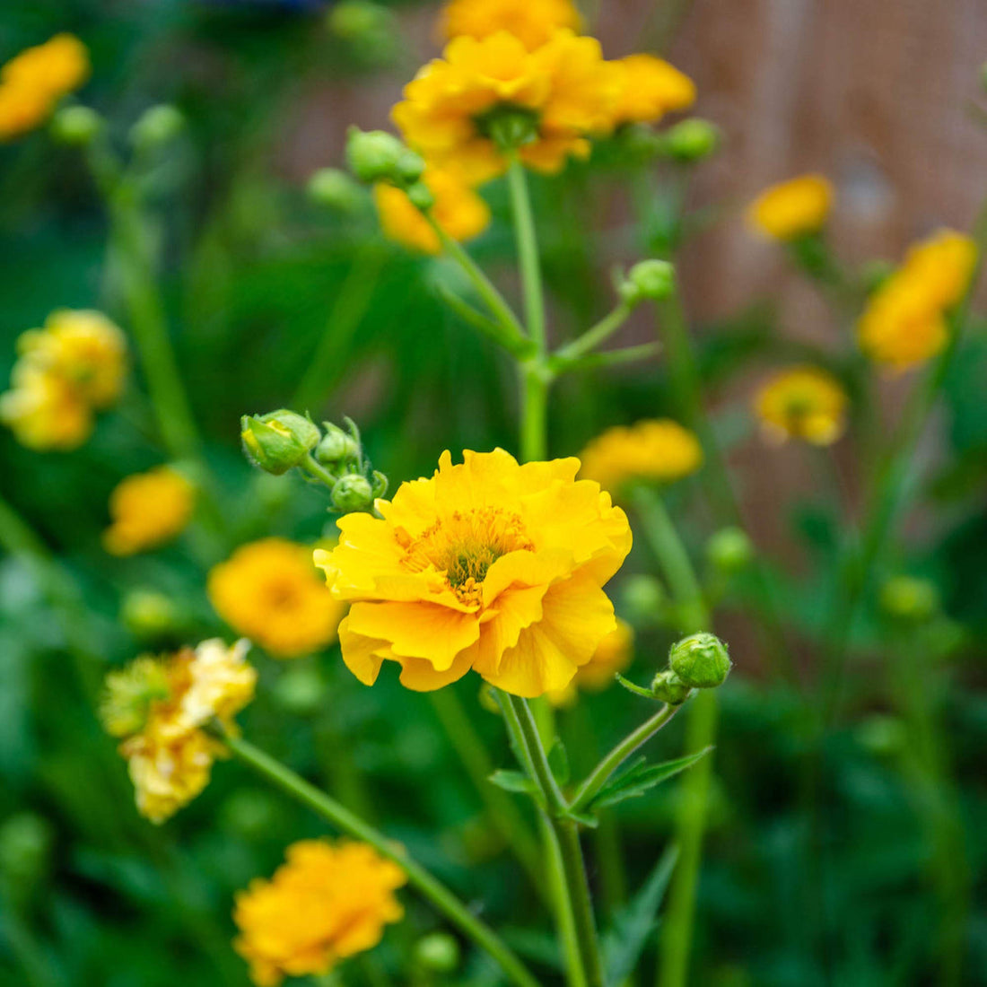 Lady Stratheden flower seeds
