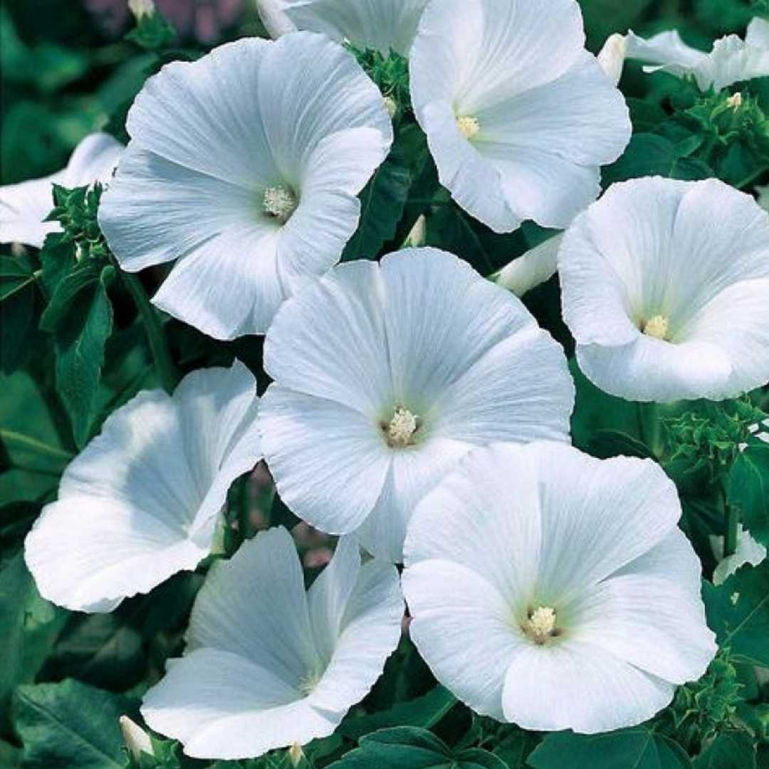 White Pansy flower seeds