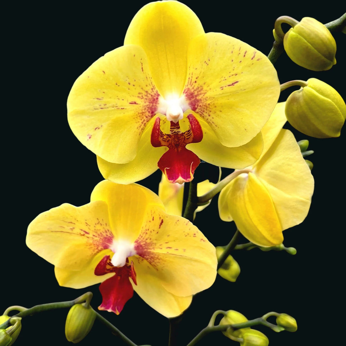 Light Yellow flower seeds