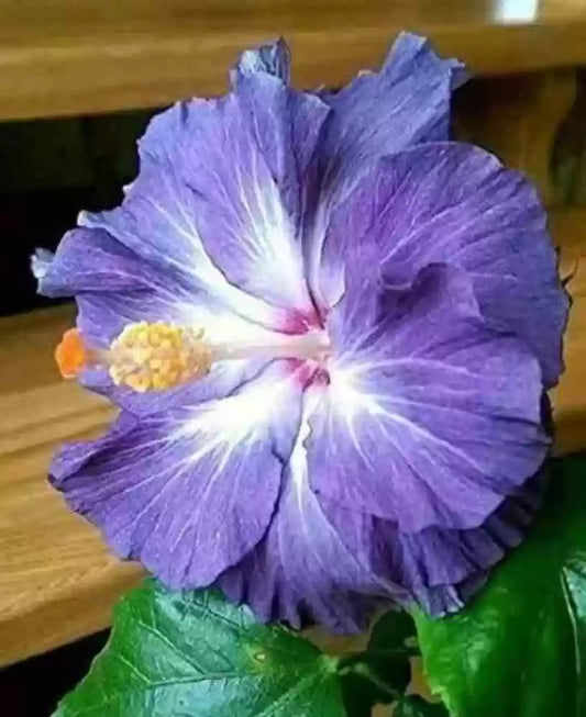 Blue And flower seeds
