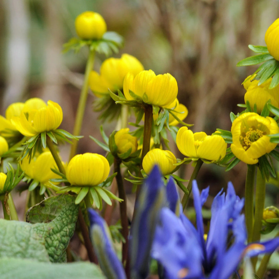 Yellow Aconite flower seeds